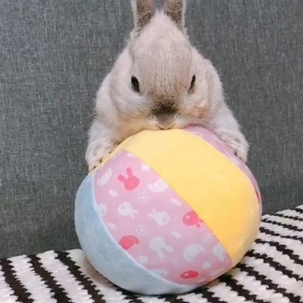 ミニアニマン ウサギのおもちゃ おっきなやわらかボール 小動物用品