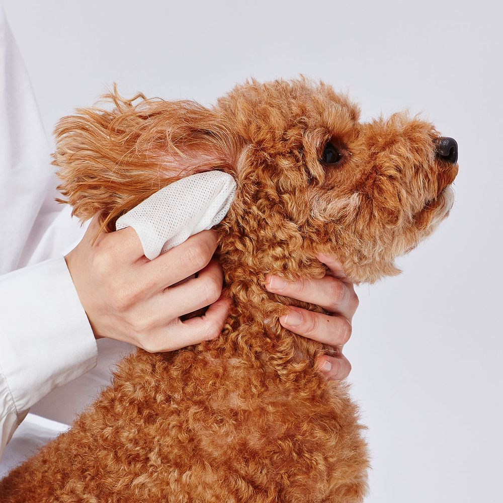 まとめ買い)ペティオ 犬猫用 顔まわり用 シートでふきとる シャンプー